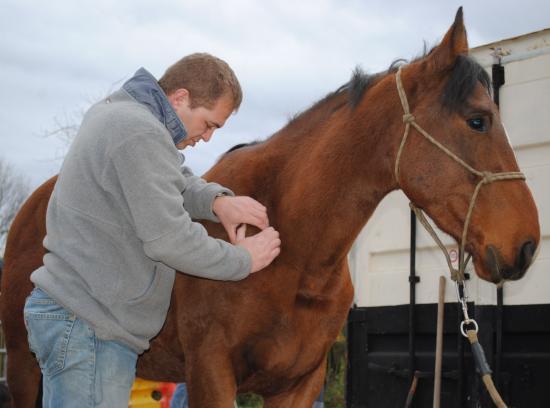 ostéopathe chevaux