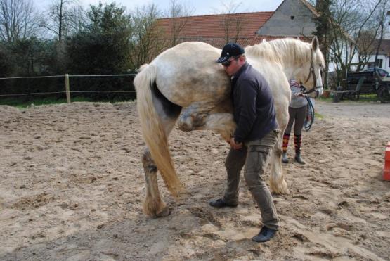 Soins chevaux avec ostéopathe