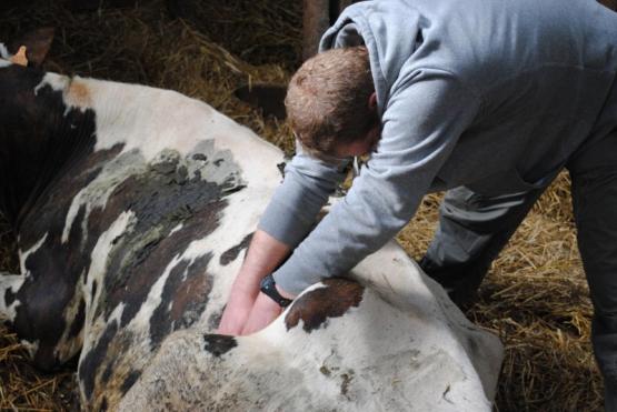 Soins ostéopathie sur une vache