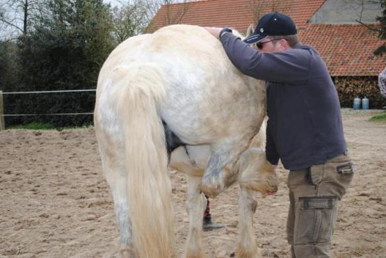 séance ostéopathie cheval